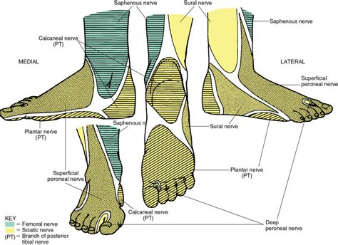 Ankle block | Anesthesia Key