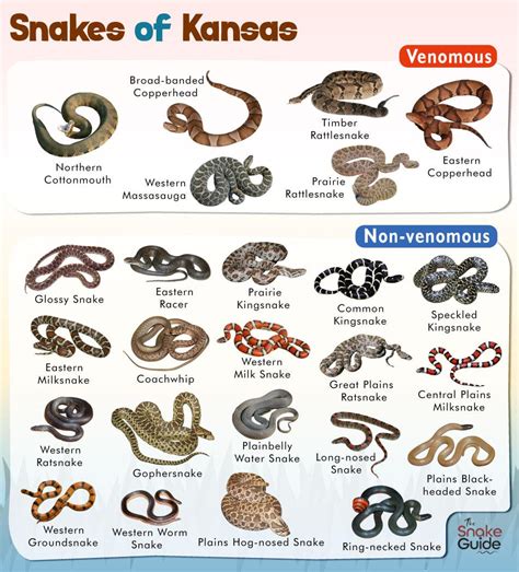 List of Common Venomous and Non-venomous Snakes in Kansas with Pictures