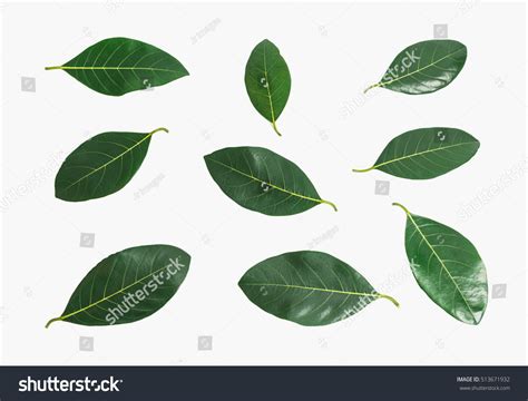 21,136 This jackfruit leaf Images, Stock Photos & Vectors | Shutterstock