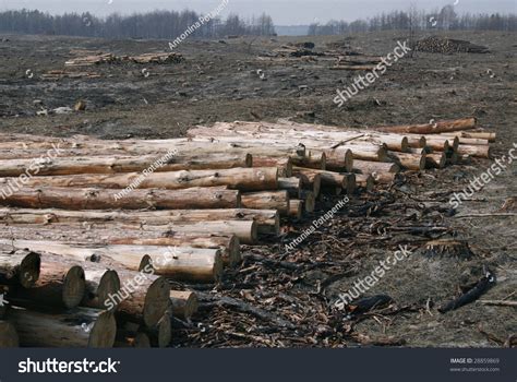 Forest Cut Down Stock Photo 28859869 - Shutterstock