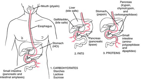 Salivary digestion | definition of salivary digestion by Medical dictionary