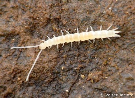 Symphylans (Brandeis University - Non-holometabolous Arthropods ...