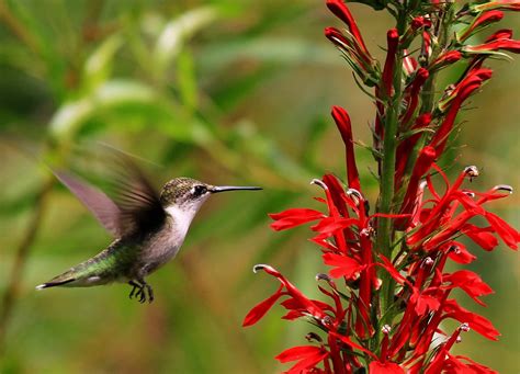 32 COMMON Flowers That Attract Hummingbirds! (2024) | How to attract ...