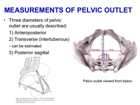 Applied anatomy of pelvis and fetal skull