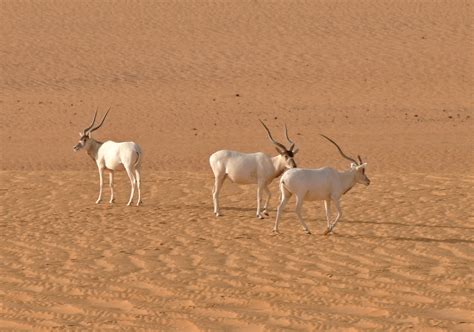 There are only three Saharan addax antelope left in the wild