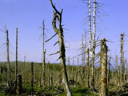 Effects of Acid Rain in Poland- Forests