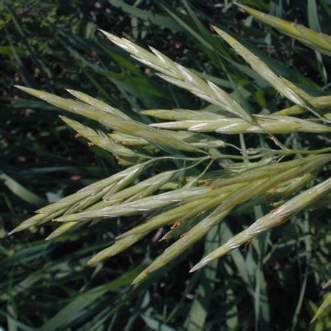 Smooth Bromegrass Seeds, Bromus inermis | American Meadows