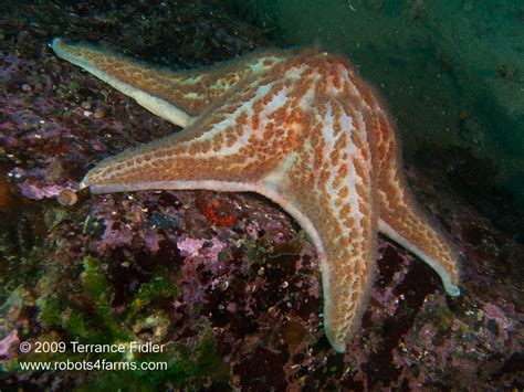 Ogdenpoint, Victoria: Scuba Diving Pictures