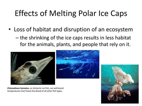 PPT - Melting of Polar Ice Caps PowerPoint Presentation, free download ...