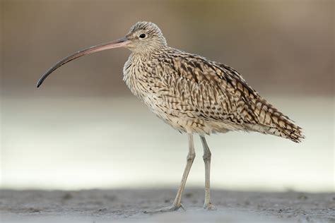 Far Eastern Curlew – Curlew Action