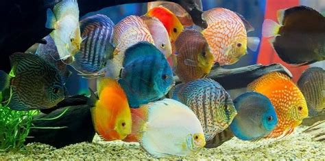 Discus Fish Care Guide & Species Profile | Fishkeeping World