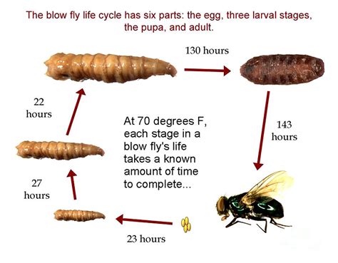 Forensic Helper, Life Cycle Of Blow Fly Photograph by Science Source