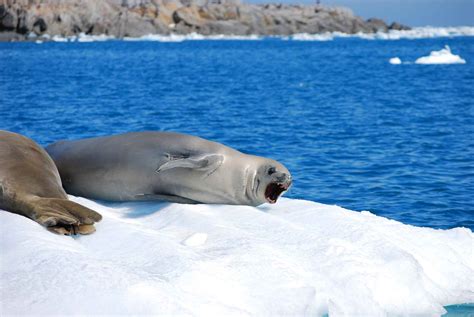 Crabeater Seal – Pinniped