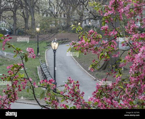 Central Park, New York City in early spring with flowers and trees in ...