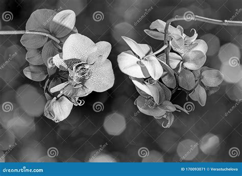 White Orchid on Black Background Stock Image - Image of bloom, bouquet: 170093071