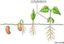 What Are Cotyledons? - Home Microgreens