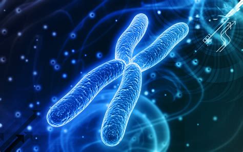 Nucleosome Model of Chromosomes : Plantlet