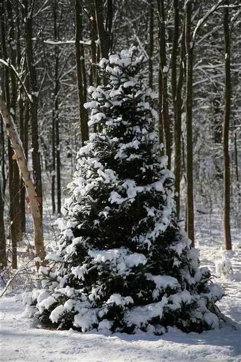 Snowy evergreen tree | Evergreen forest, Evergreen trees, Snow