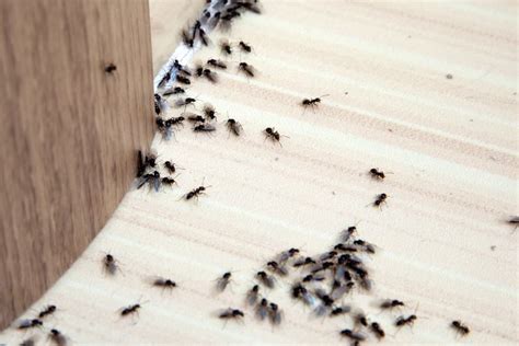 An Interview With an Exterminator on NYC’s Ant Season