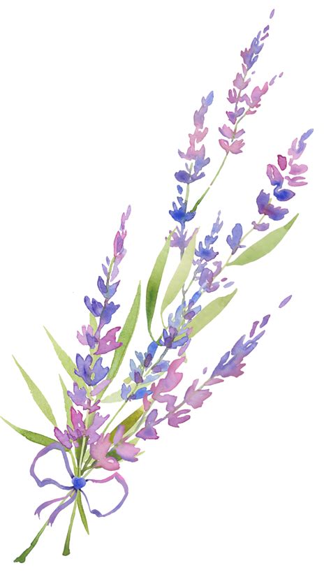 Watercolor lavender bouquet of lavender flowers to decorate weddings, invitations, cosmetics ...