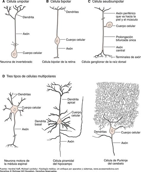 Tipos De Celulas Nerviosas Y Sus Funciones - Compartir Celular