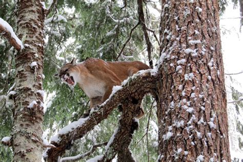 BC Cougar (Mountain Lion) Hunts | North Vancouver Island Hunting Guides ...