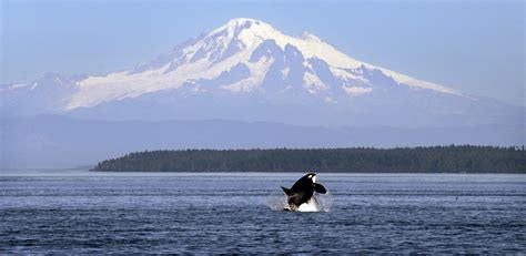 Study: Distance restrictions on Puget Sound orcas haven’t hurt tourism | The Spokesman-Review