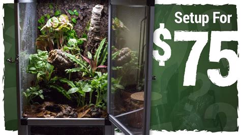 Can I Set Up a Vivarium for $75? - YouTube