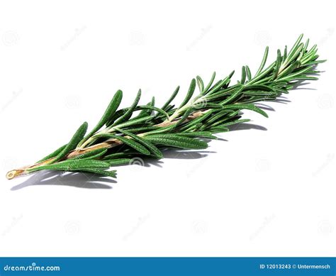 Rosemary Sprig Stock Photos - Image: 12013243