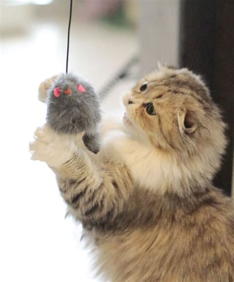 Hanging Interactive Indoor Tease Cat Toys