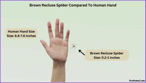 Brown Recluse Spider Size Explained & Compared With Others