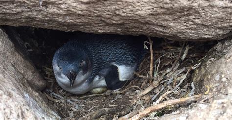 Have you ever seen a little Blue Penguin? | Cycle Generation