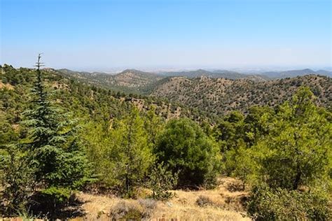 Cyprus Mediterranean Forests | One Earth