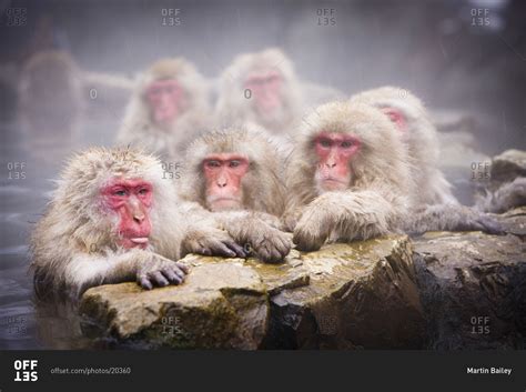 Group of Japanese macaques taking a hot bath in Jigokudani Monkey Park ...