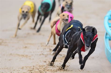 Watch Live Greyhound Racing With Sportsbet