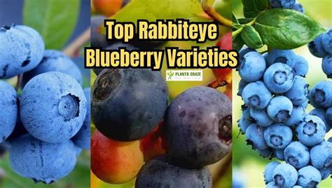 Rabbiteye Blueberry Varieties: Fruit, Soil, Flower And Yields