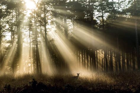 50 Forest Photography Tips for Better Forests Photos (+FREEBIES)