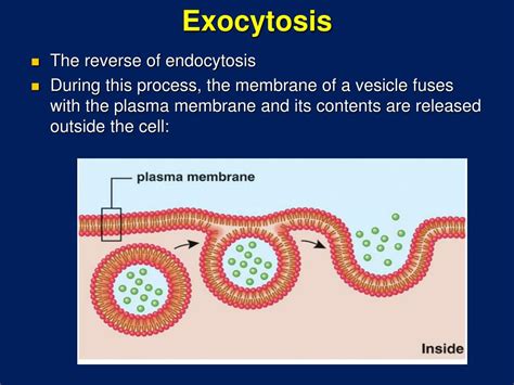 PPT - Cell Membrane Structure and Function PowerPoint Presentation - ID ...