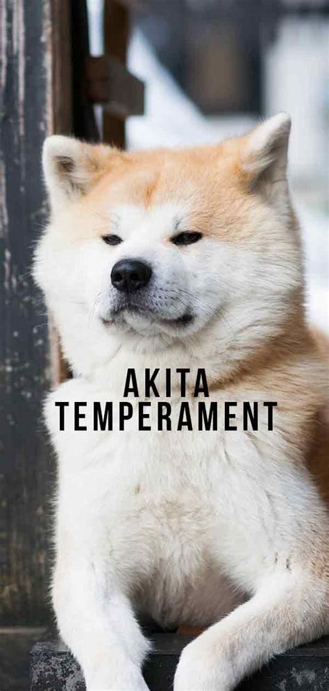 Akita Temperament – How Does This Large Breed Behave?