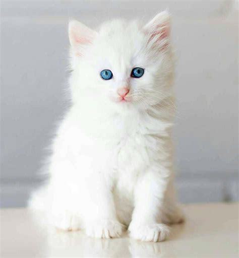 Cute White Baby Cats