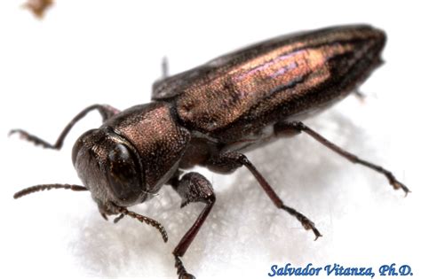 Coleoptera-Buprestidae-Chrysobothris rossi-Metallic Wood boring Beetles ...