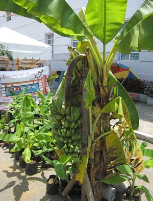 Lakatan Banana Trees - Market Manila