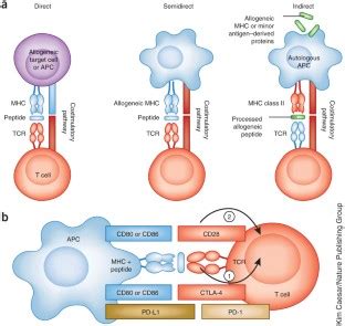 Overcoming immunological barriers in regenerative medicine | Nature ...