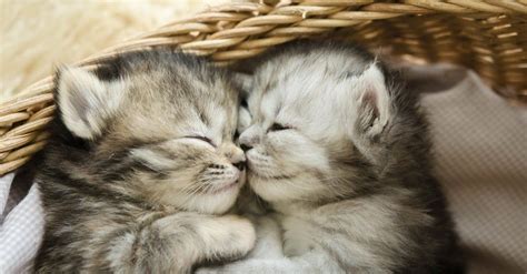 Baby Cat: 5 Kitten Pictures and 5 Facts - A-Z Animals