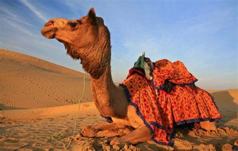 Sahara Desert Camel Trekking in Morocco - Morocco Top Trips