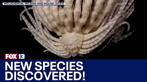 New species discovered in southern ocean - YouTube