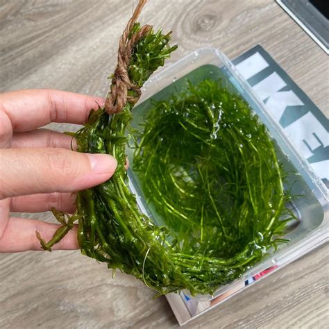 Hydrilla Verticillata #pokok hydrilla #Aquarium water plant (1 container), Furniture & Home ...