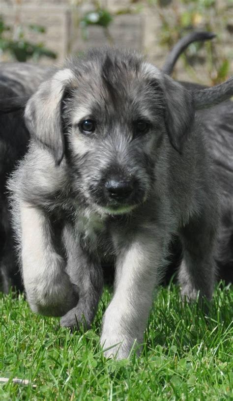 Irish Wolfhound Puppies From Heart Tested Parents Only | Wolfhound puppies, Irish wolfhound ...