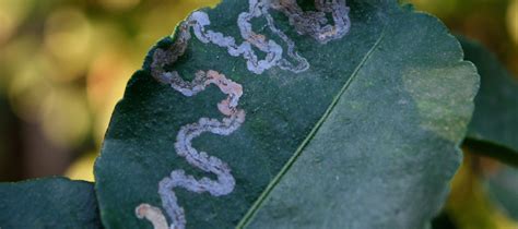 What is Citrus Leafminer? - The Diggers Club