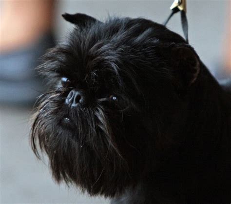 Affenpinscher - PetGuide | PetGuide